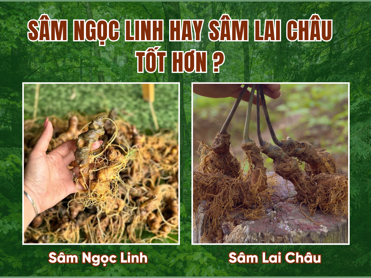 S&acirc;m Ngọc Linh v&agrave; s&acirc;m Lai Ch&acirc;u s&acirc;m n&agrave;o tốt hơn?&nbsp;